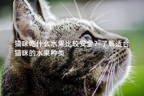 猫咪吃什么水果比较安全？了解适合猫咪的水果种类