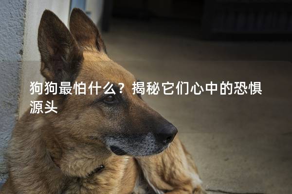 狗狗最怕什么？揭秘它们心中的恐惧源头