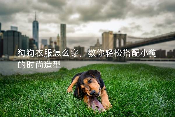 狗狗衣服怎么穿，教你轻松搭配小狗的时尚造型