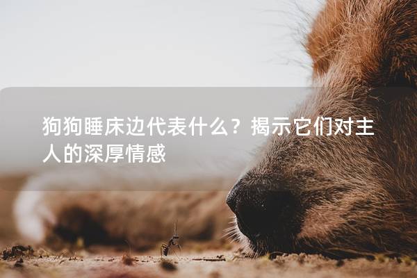 狗狗睡床边代表什么？揭示它们对主人的深厚情感