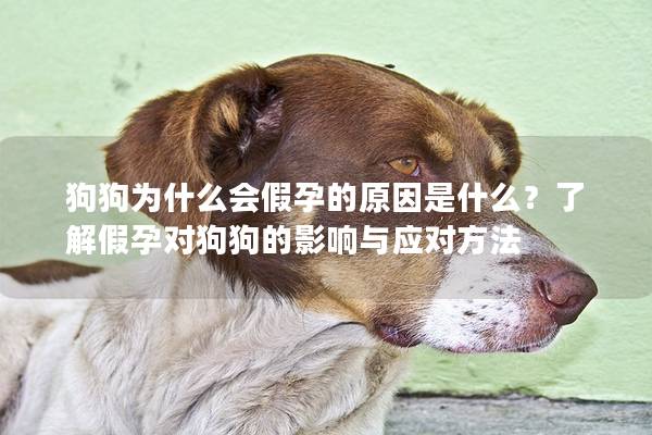 狗狗为什么会假孕的原因是什么？了解假孕对狗狗的影响与应对方法