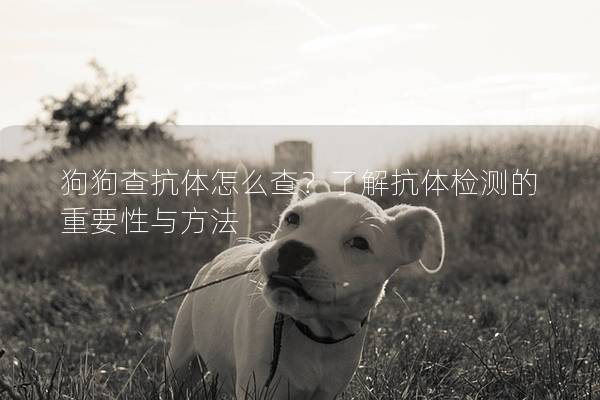 狗狗查抗体怎么查？了解抗体检测的重要性与方法