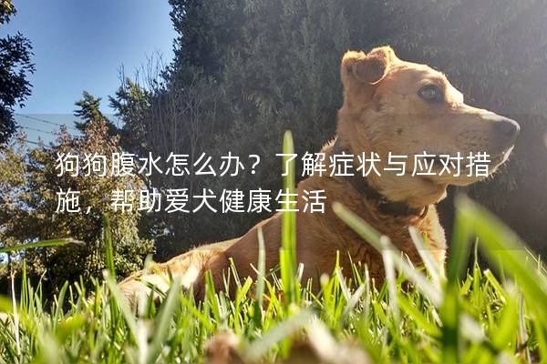 狗狗腹水怎么办？了解症状与应对措施，帮助爱犬健康生活