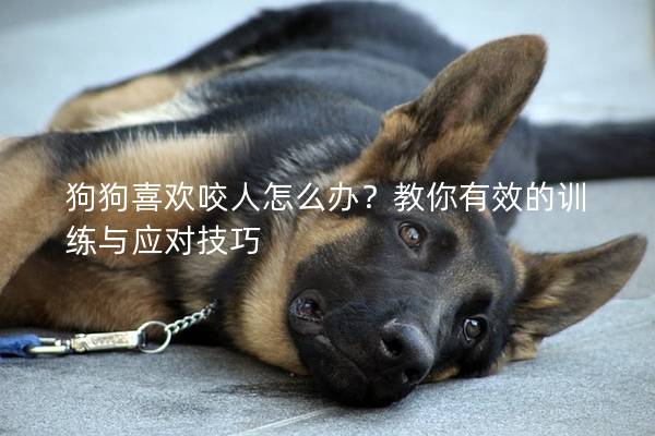 狗狗喜欢咬人怎么办?教你有效的训练与应对技巧 狗狗喜欢咬人怎么办?教你有效的训练与应对技巧