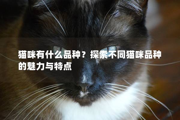 猫咪有什么品种？探索不同猫咪品种的魅力与特点