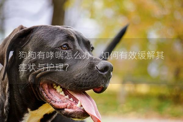 狗狗有哮喘怎么办，如何有效缓解其症状与护理？