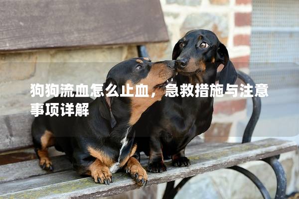 狗狗流血怎么止血，急救措施与注意事项详解