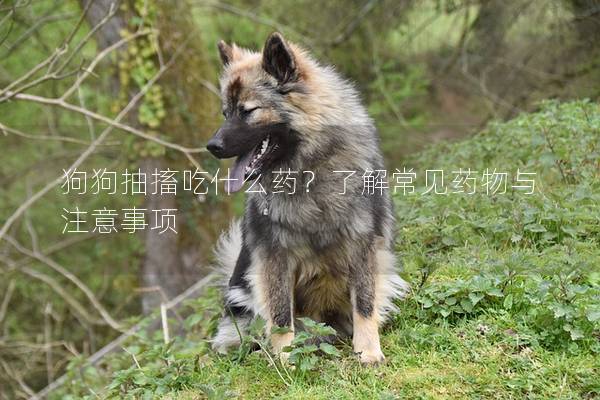 狗狗抽搐吃什么药？了解常见药物与注意事项