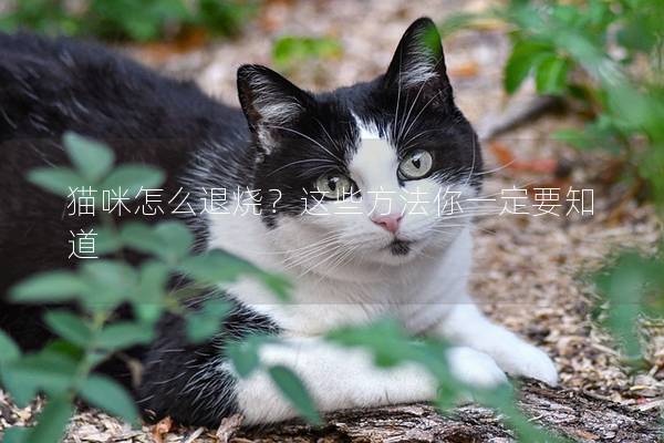猫咪怎么退烧？这些方法你一定要知道
