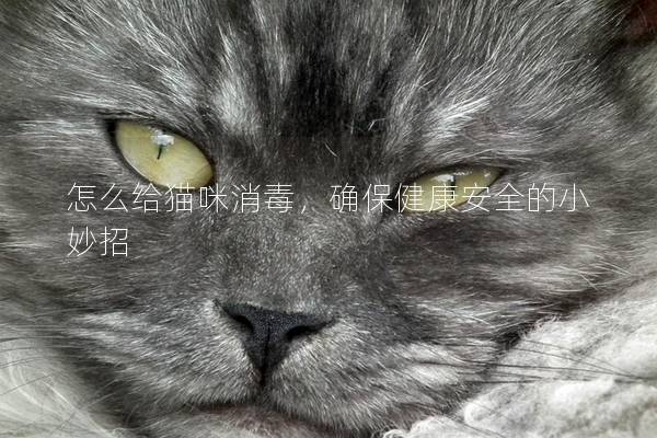 怎么给猫咪消毒，确保健康安全的小妙招