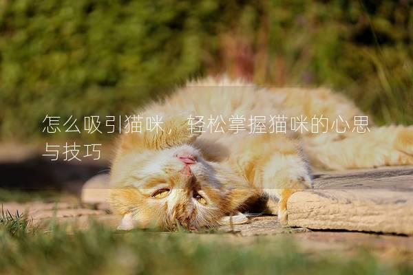 怎么吸引猫咪，轻松掌握猫咪的心思与技巧