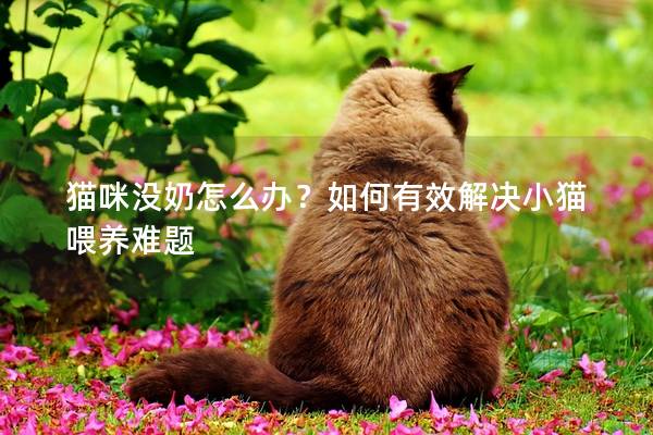 猫咪没奶怎么办？如何有效解决小猫喂养难题