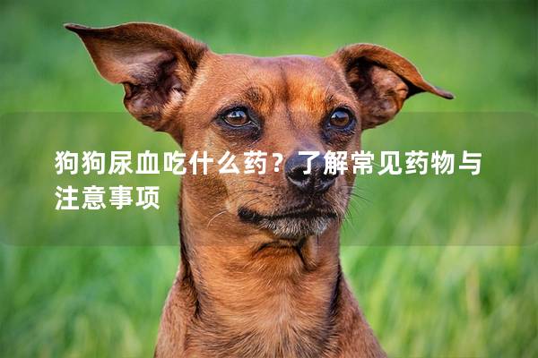 狗狗尿血吃什么药？了解常见药物与注意事项