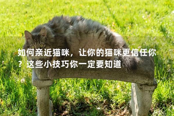 如何亲近猫咪，让你的猫咪更信任你？这些小技巧你一定要知道