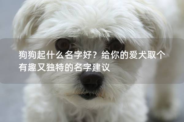 狗狗起什么名字好？给你的爱犬取个有趣又独特的名字建议