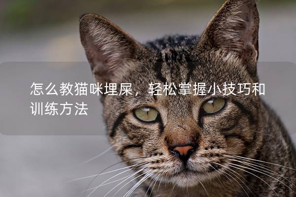 怎么教猫咪埋屎，轻松掌握小技巧和训练方法