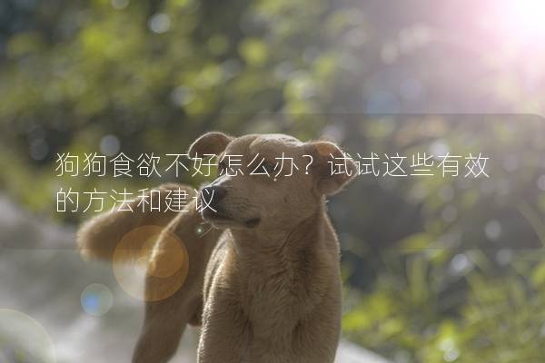 狗狗食欲不好怎么办？试试这些有效的方法和建议