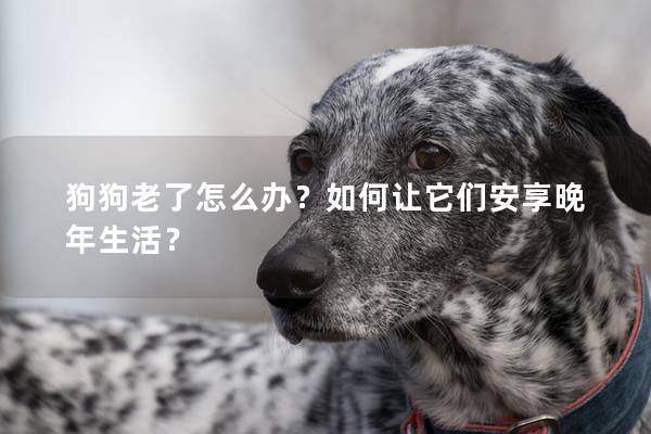 狗狗老了怎么办？如何让它们安享晚年生活？
