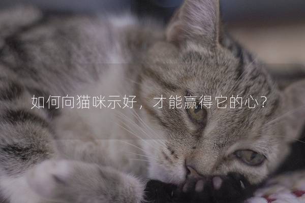 如何向猫咪示好，才能赢得它的心？