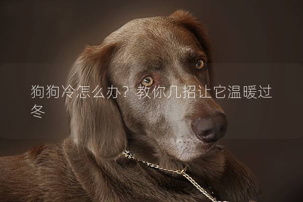 狗狗冷怎么办?教你几招让它温暖过冬 狗狗冷怎么办?教你几招让它温暖过冬