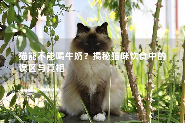 猫能不能喝牛奶？揭秘猫咪饮食中的误区与真相