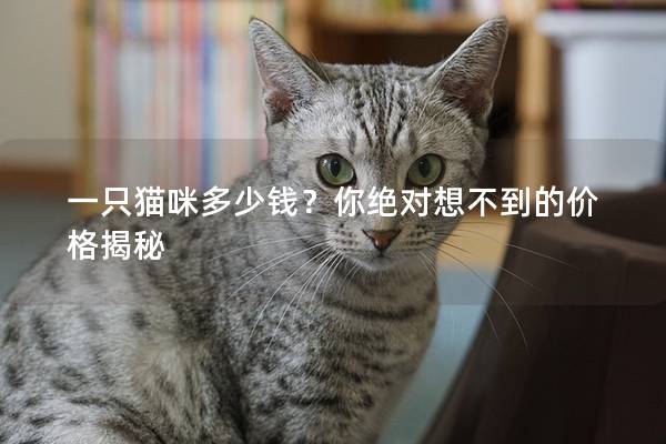 一只猫咪多少钱？你绝对想不到的价格揭秘