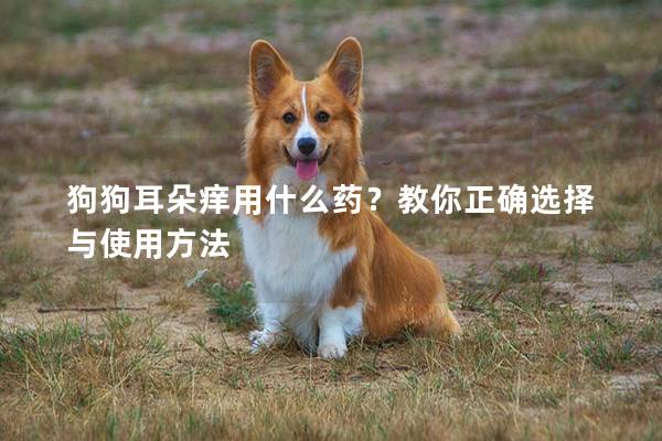 狗狗耳朵痒用什么药？教你正确选择与使用方法