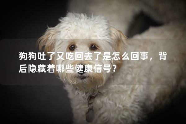 狗狗吐了又吃回去了是怎么回事,背后隐藏着哪些健康信号? 狗狗吐了又吃回去了是怎么回事,背后隐藏着哪些健康信号?