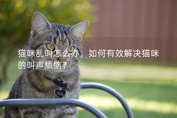 猫咪乱叫怎么办，如何有效解决猫咪的叫声烦恼？