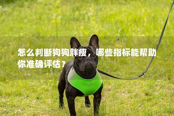 怎么判断狗狗胖瘦，哪些指标能帮助你准确评估？