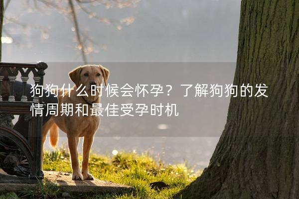 狗狗什么时候会怀孕？了解狗狗的发情周期和最佳受孕时机