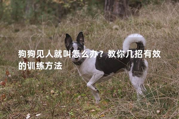 狗狗见人就叫怎么办？教你几招有效的训练方法