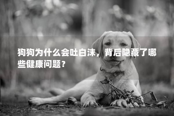 狗狗为什么会吐白沫，背后隐藏了哪些健康问题？