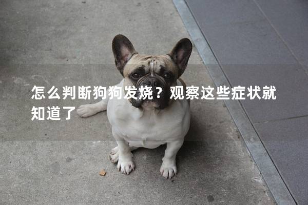 怎么判断狗狗发烧？观察这些症状就知道了