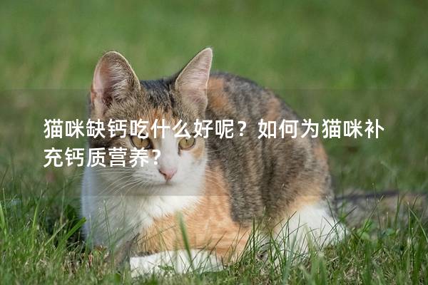 猫咪缺钙吃什么好呢？如何为猫咪补充钙质营养？