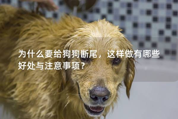 为什么要给狗狗断尾，这样做有哪些好处与注意事项？
