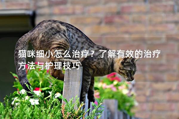 猫咪细小怎么治疗？了解有效的治疗方法与护理技巧