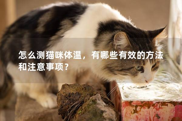 怎么测猫咪体温，有哪些有效的方法和注意事项？