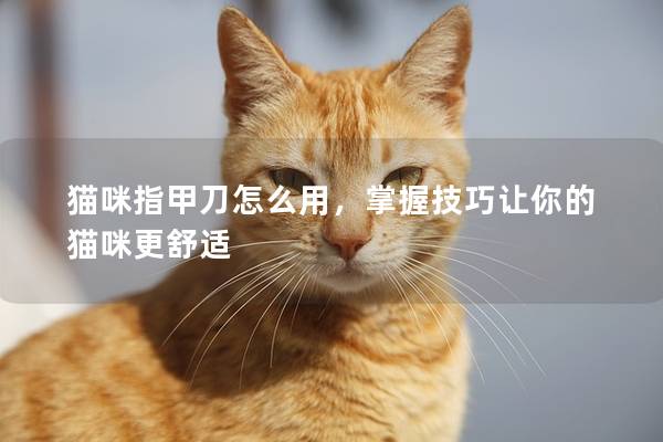 猫咪指甲刀怎么用，掌握技巧让你的猫咪更舒适