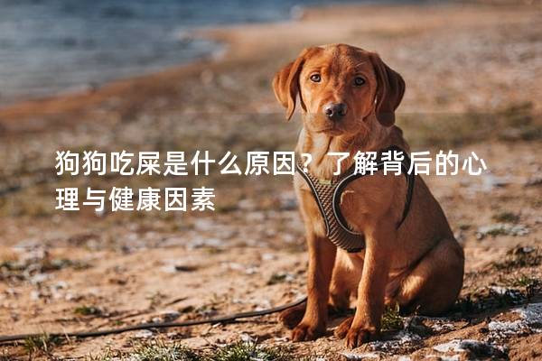 狗狗吃屎是什么原因？了解背后的心理与健康因素