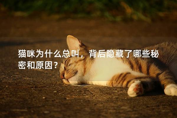 猫咪为什么总叫，背后隐藏了哪些秘密和原因？