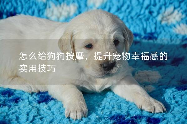 怎么给狗狗按摩，提升宠物幸福感的实用技巧