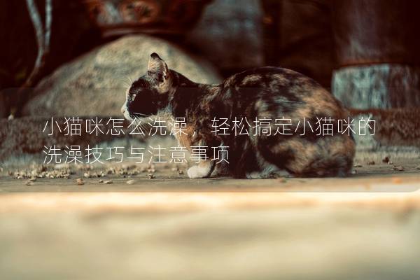 小猫咪怎么洗澡，轻松搞定小猫咪的洗澡技巧与注意事项