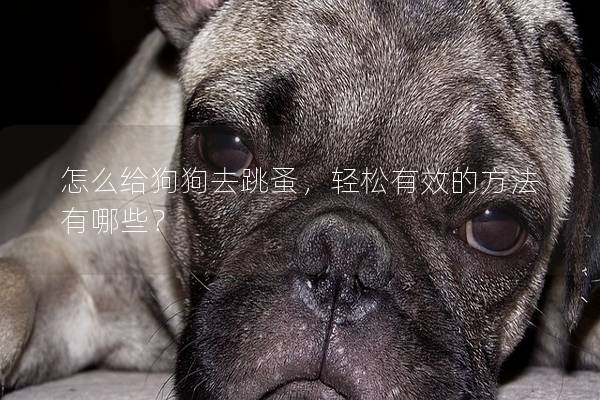 怎么给狗狗去跳蚤，轻松有效的方法有哪些？