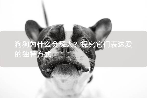 狗狗为什么会舔人？探究它们表达爱的独特方式