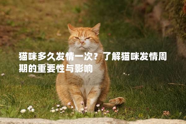 猫咪多久发情一次？了解猫咪发情周期的重要性与影响