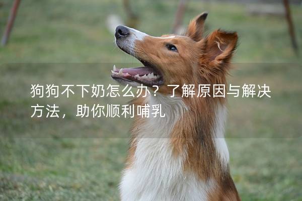 狗狗不下奶怎么办？了解原因与解决方法，助你顺利哺乳