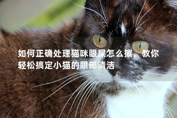 如何正确处理猫咪眼屎怎么擦，教你轻松搞定小猫的眼部清洁