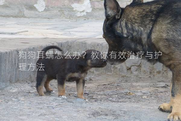 狗狗耳螨怎么办？教你有效治疗与护理方法