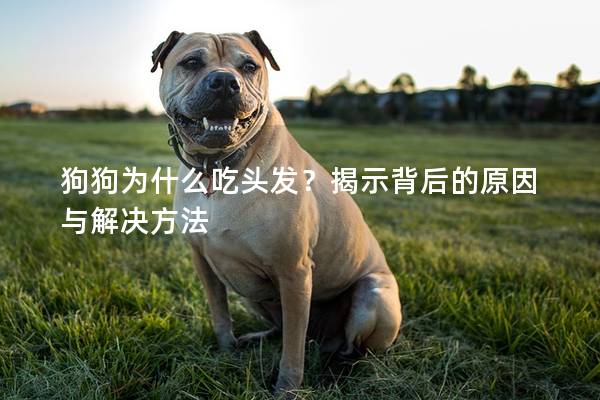 狗狗为什么吃头发？揭示背后的原因与解决方法